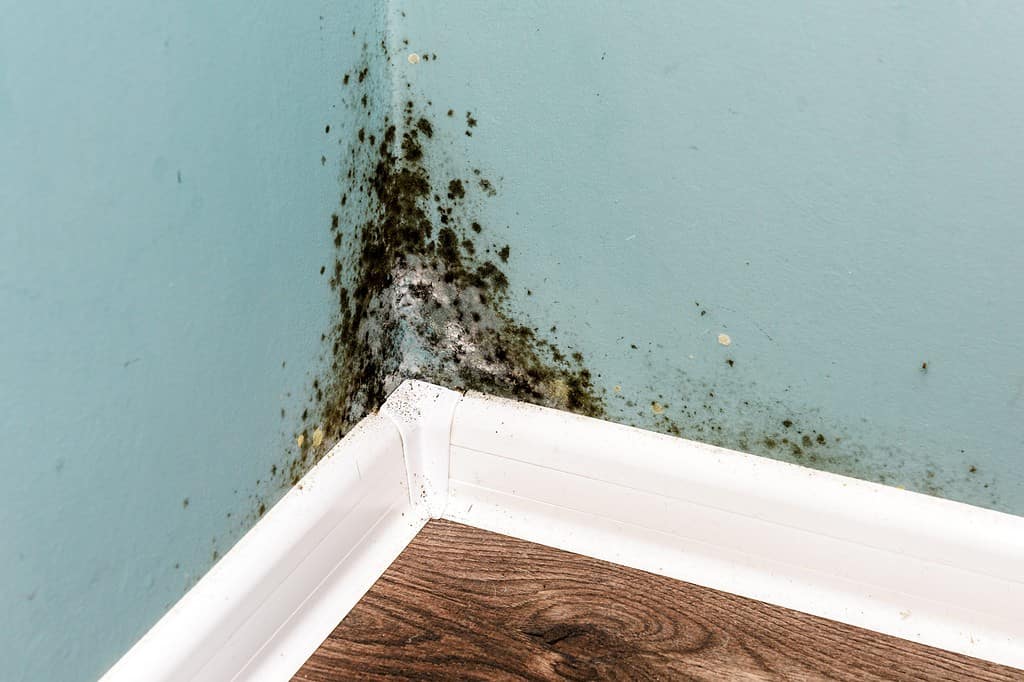 What to Do When Your Home Has Black Mold?