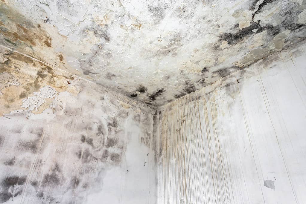 What to Do When Your Home Has Black Mold? Legal Giant